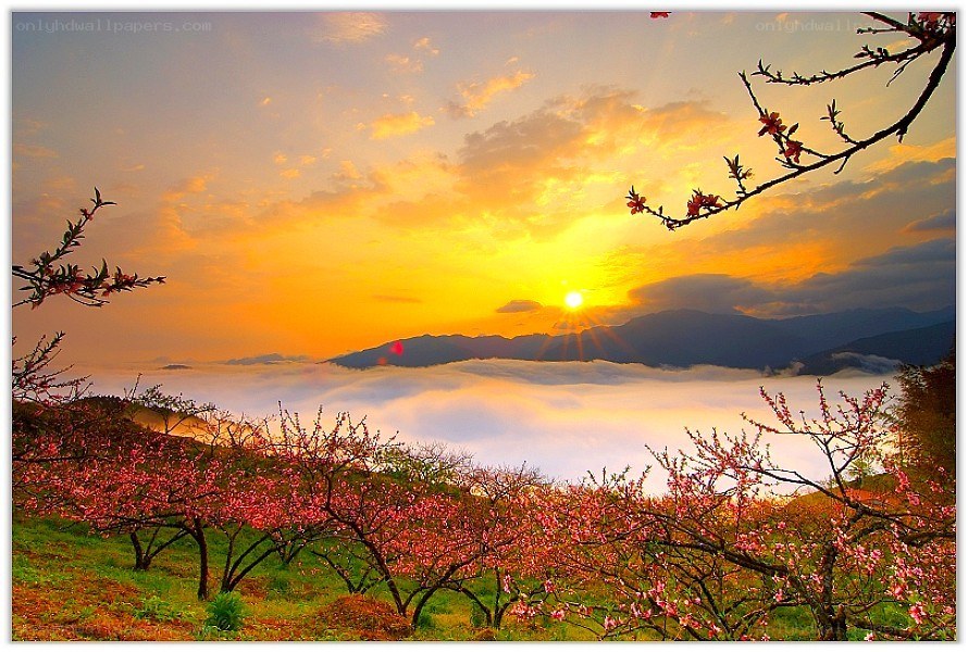 Sunrise over blooming peach trees
