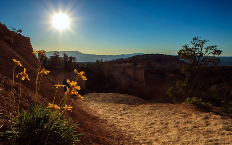 Sunrise over canyon with yellow flowers