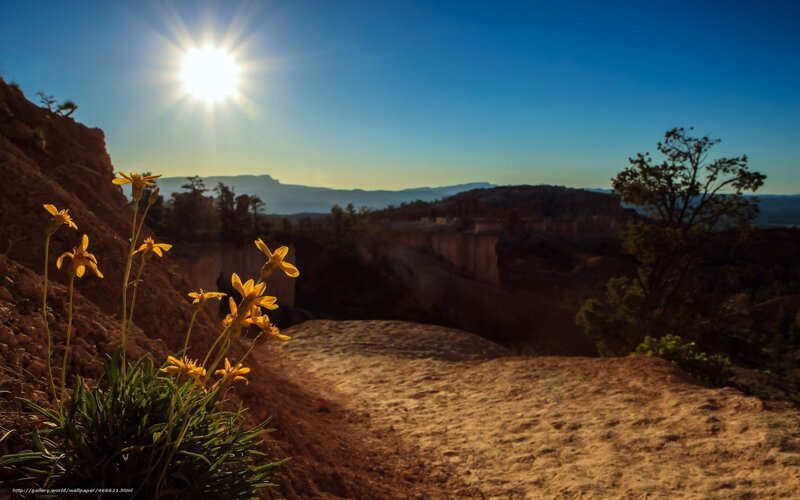 Sunrise over canyon with yellow flowers