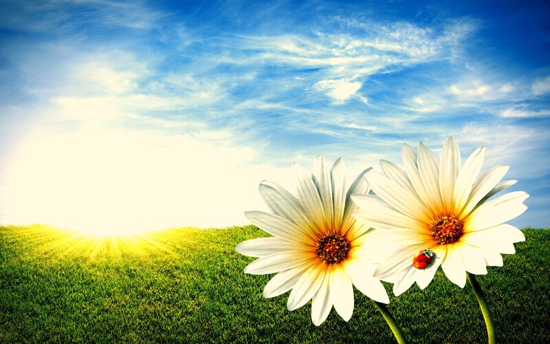 Sunrise over daisies