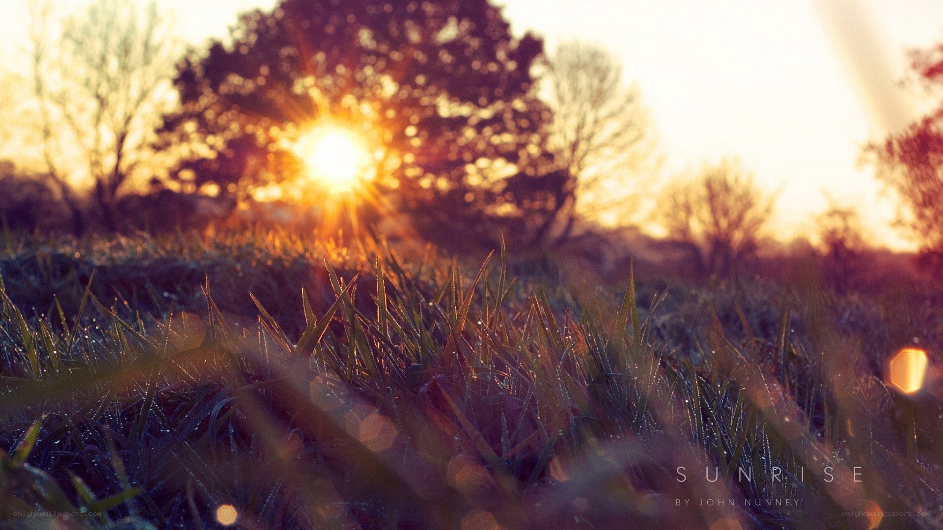Sunrise over dewy grass