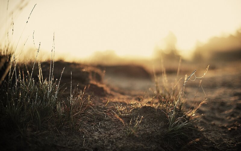 Sunrise over dewy grass