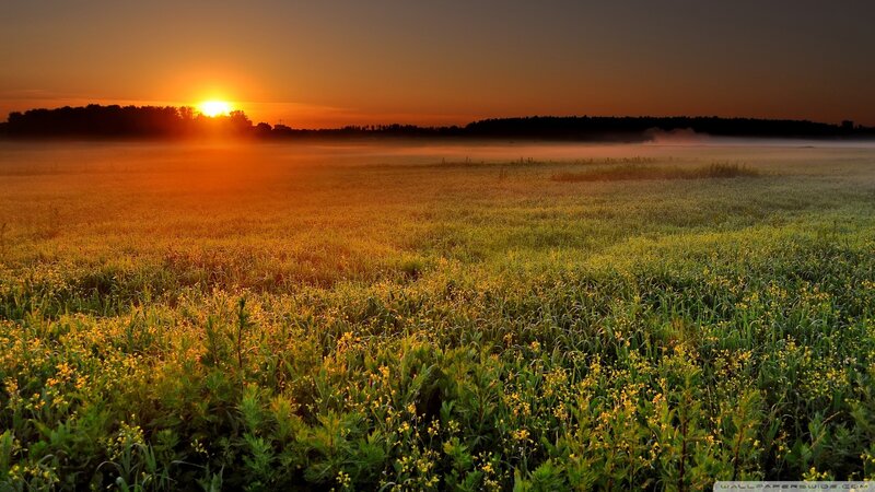 Sunrise over Field — Orange, Serene, Photograph, Trees, Mist, Green, Yellow