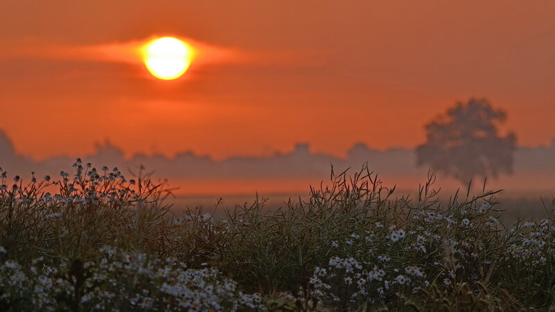 Sunrise over Field — Orange, Serene, Sunset