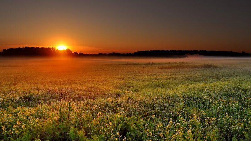 Sunrise over Field — Trees