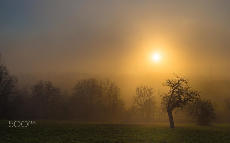 Sunrise over Foggy Field — Yellow, Serene