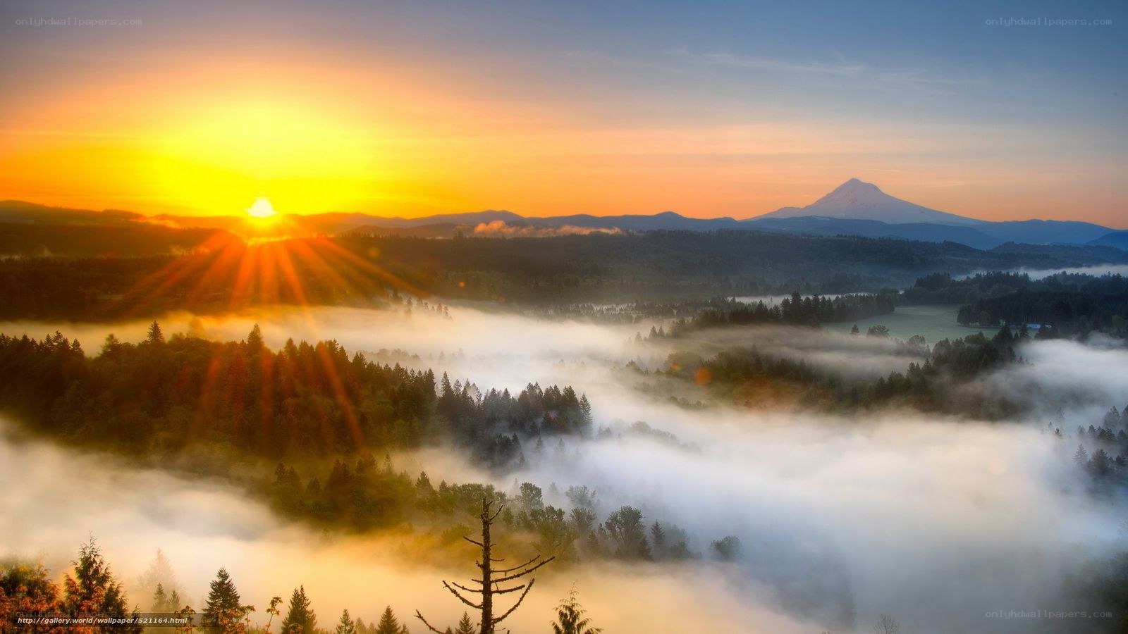 Sunrise over foggy forest