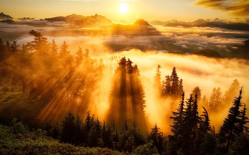 Sunrise over Forest — Gold