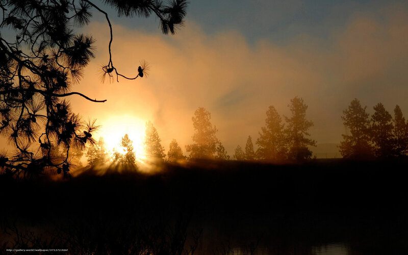 Sunrise over Forest — Orange, Serene