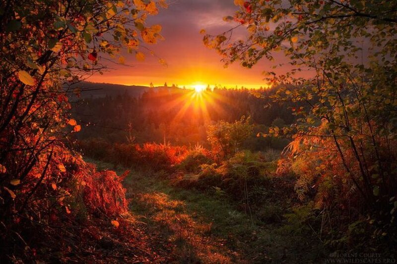 Sunrise over Forest — Orange