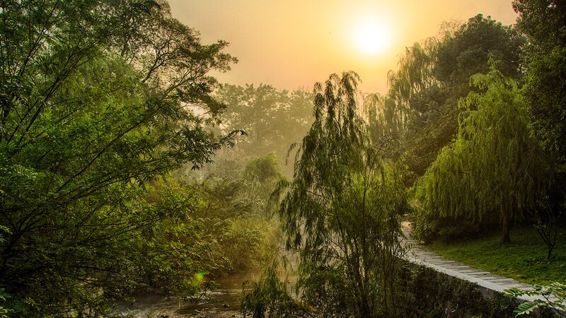 Sunrise over Forest Path — Green