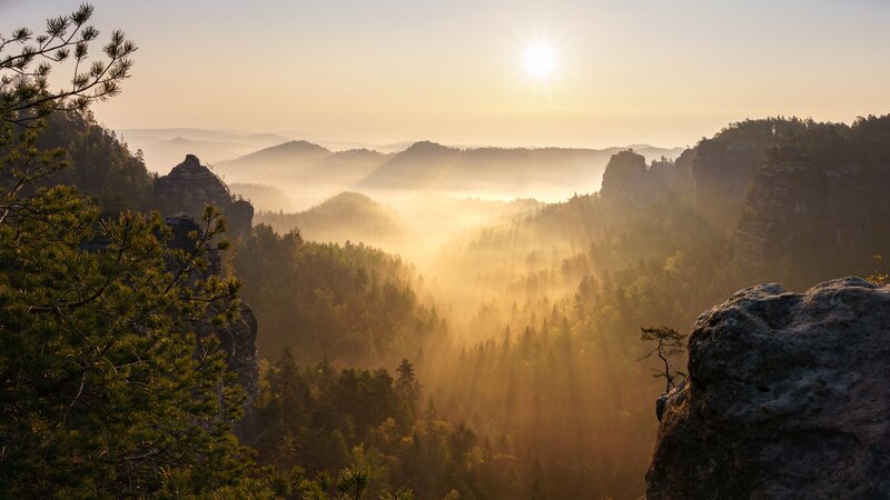 Sunrise over Forest Valley — Gold, Serene