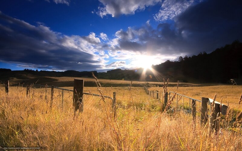 Sunrise over Golden Field — Blue