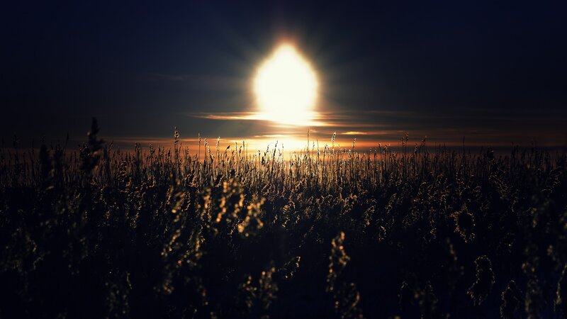 Sunrise over Grass Field — Black, Dramatic