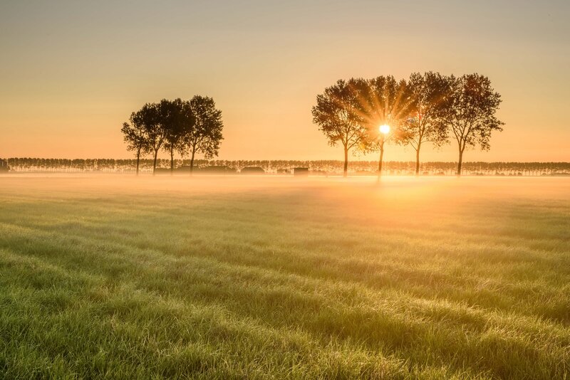 Sunrise over Grass Field — Green, Serene, Photograph, Trees, Fog