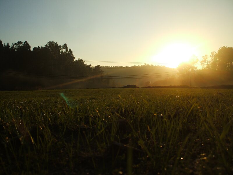 Sunrise over Grass Field — Green, Serene, Photograph, Trees