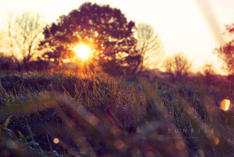 Sunrise over Grass — Yellow