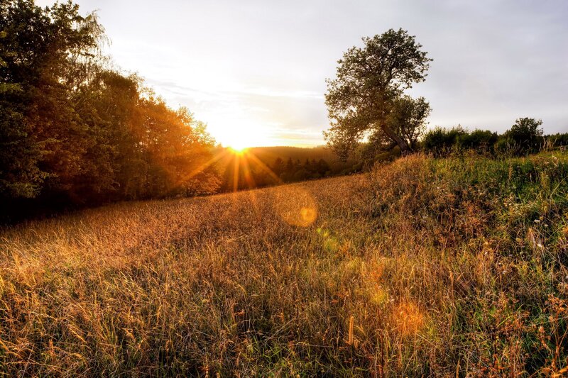 Sunrise over Grassy Field — Gold, Serene, Sunset