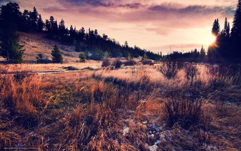 Sunrise over Grassy Field — Purple