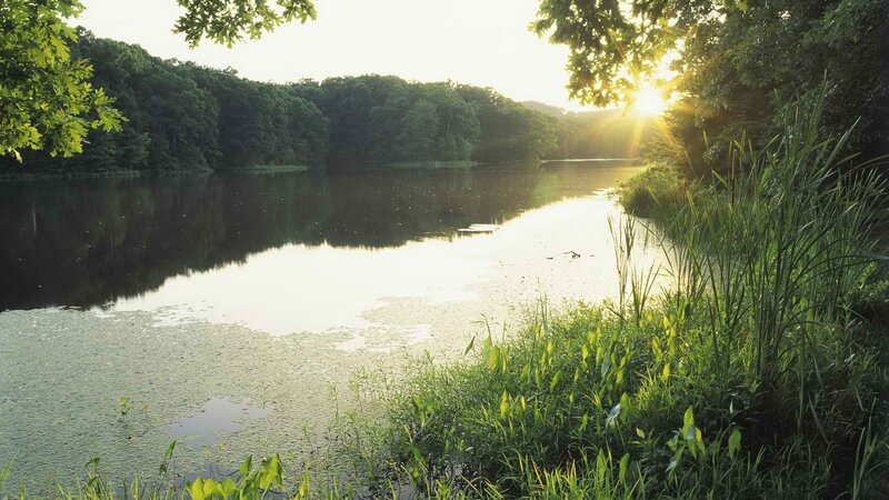 Sunrise over Lake — Green, Serene, Photograph, Trees, Reeds