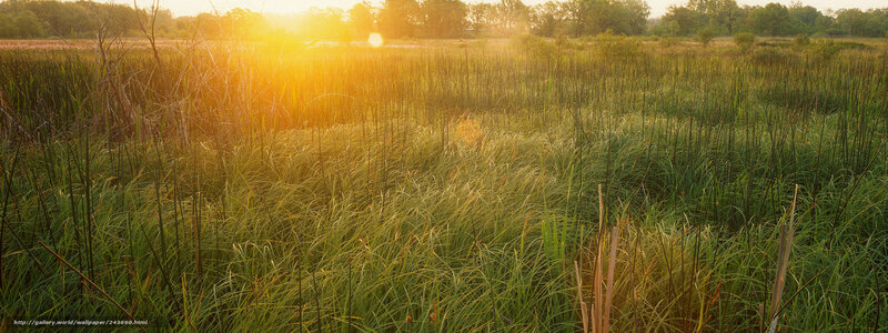 Sunrise over Marsh Grass
