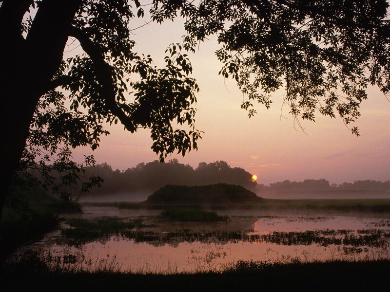 Sunrise over Marsh — Pink, Serene, Photograph, Tree, Mist