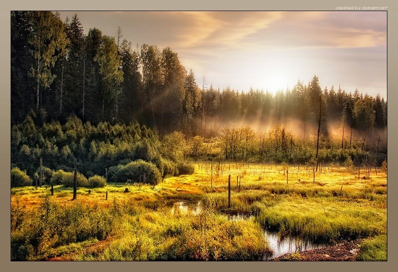 Sunrise over Marshland — Green
