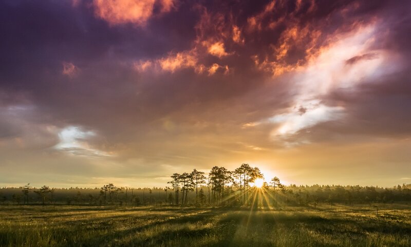 Sunrise over Marshland — Purple