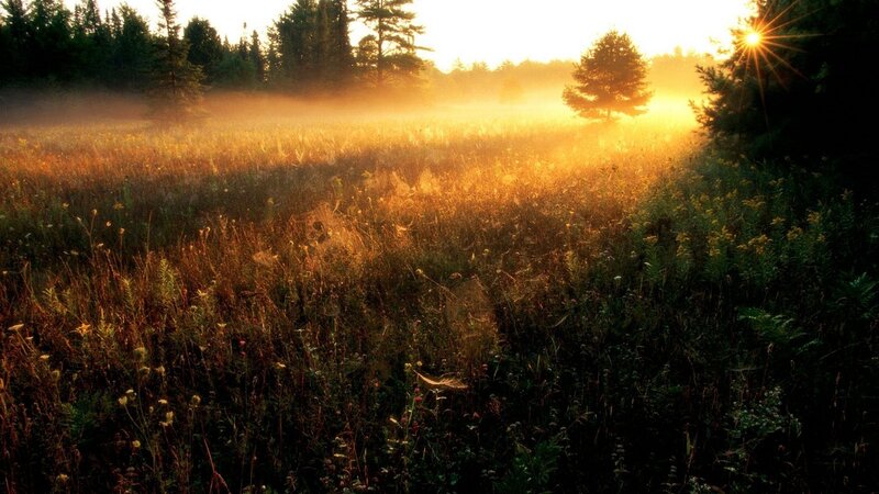 Sunrise over Meadow — Gold, Serene