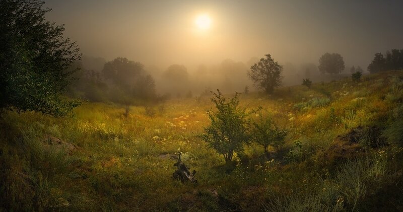 Sunrise over Meadow — Yellow, Serene