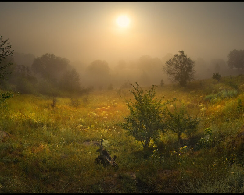 Sunrise over Meadow — Yellow
