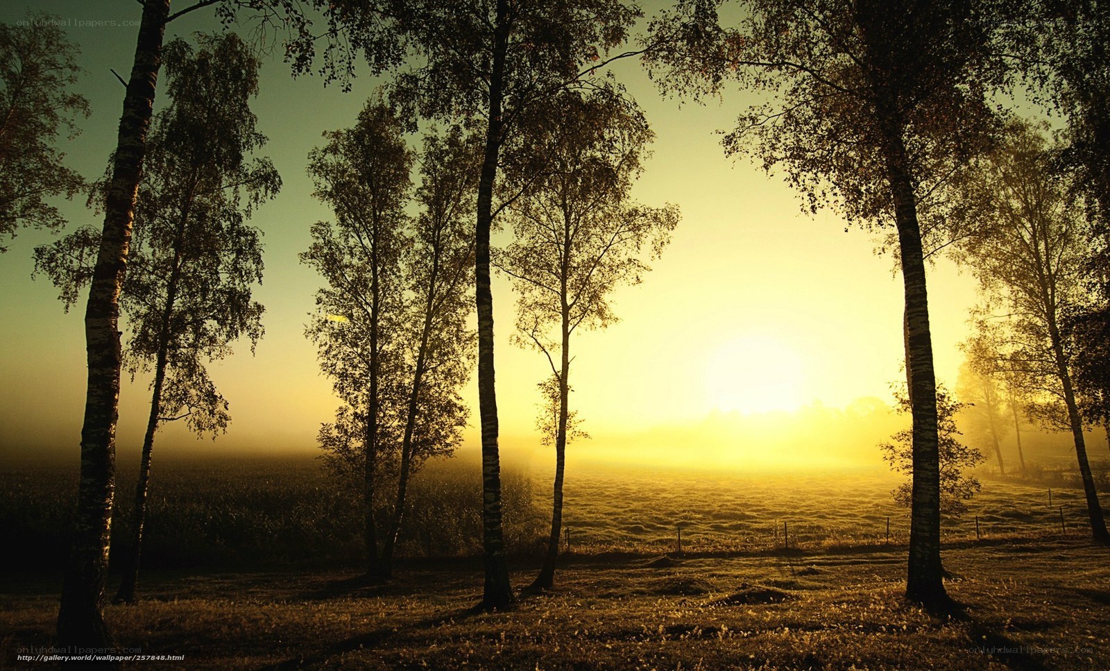 Sunrise over misty birch forest