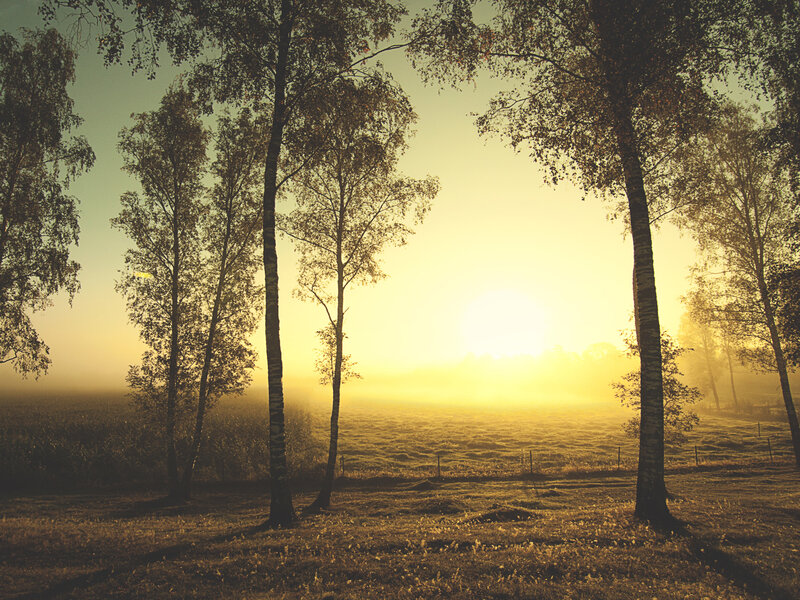 Sunrise over misty birch grove