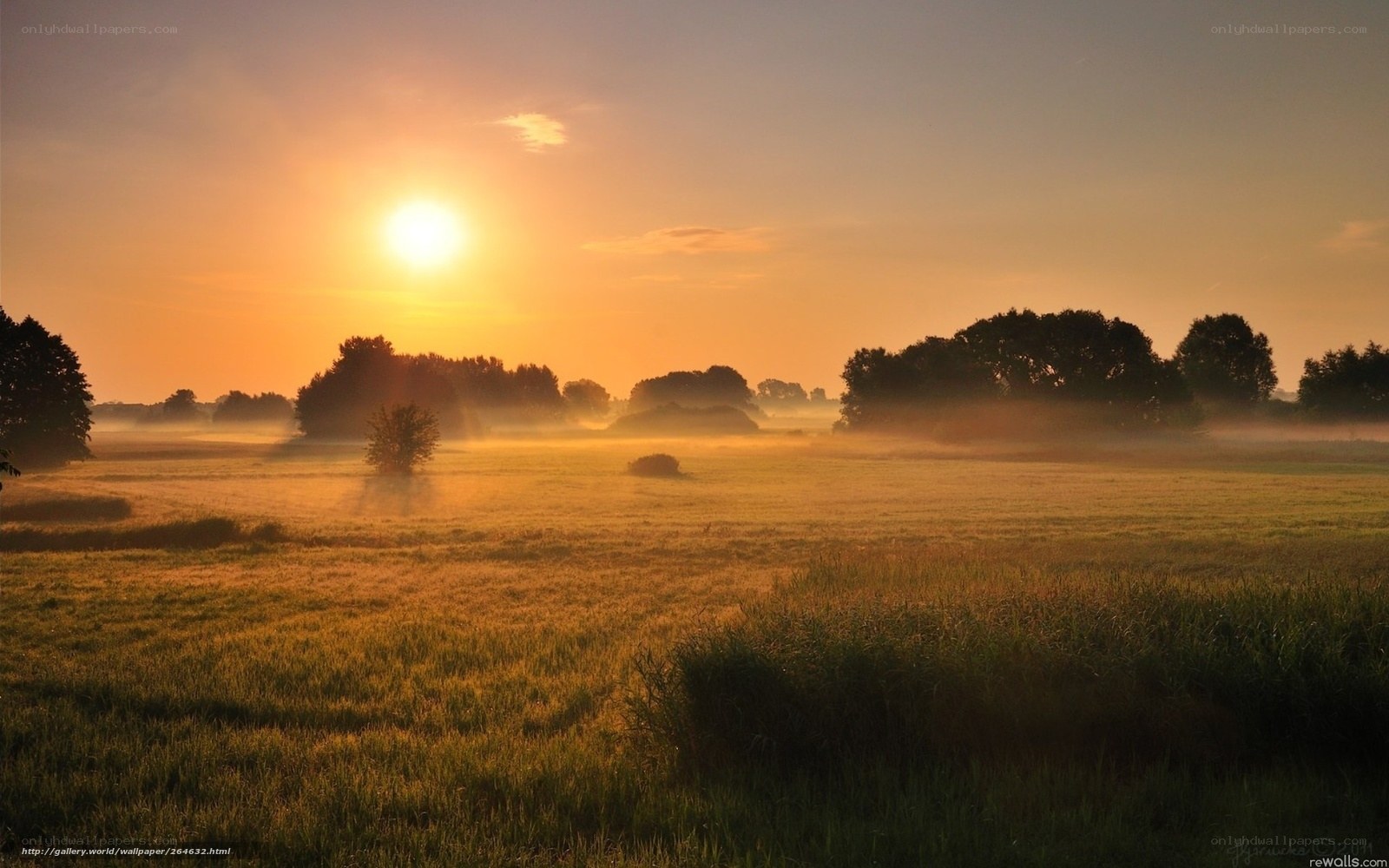 Sunrise over misty field