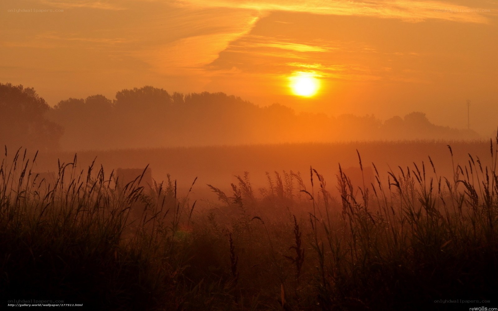 Sunrise over misty field