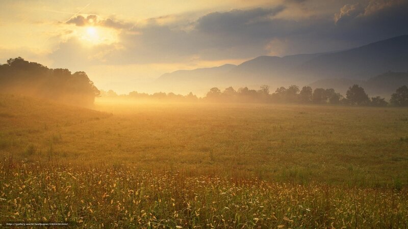 Sunrise over misty field