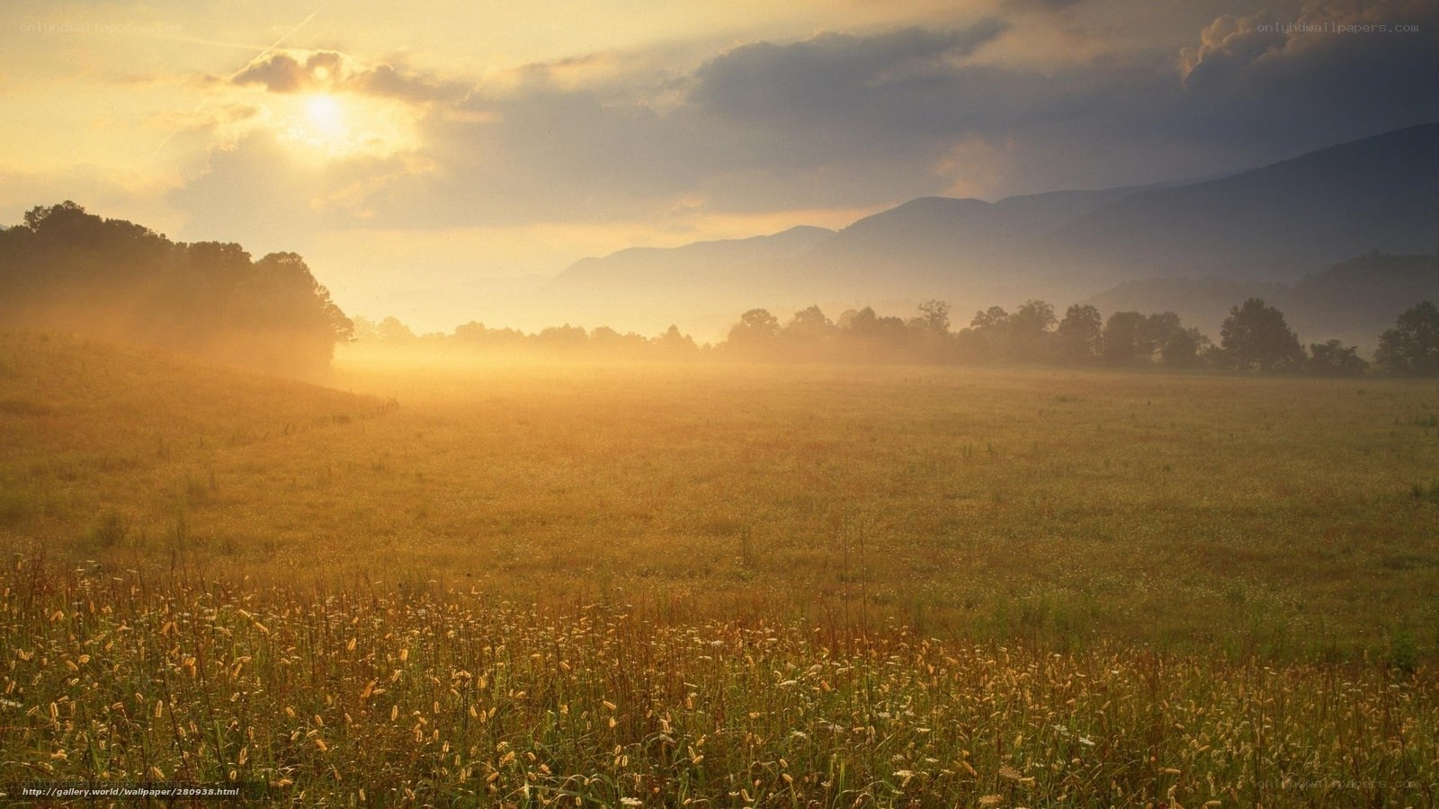 Sunrise over misty field