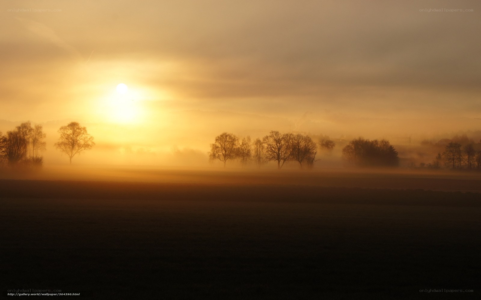 Sunrise over misty field