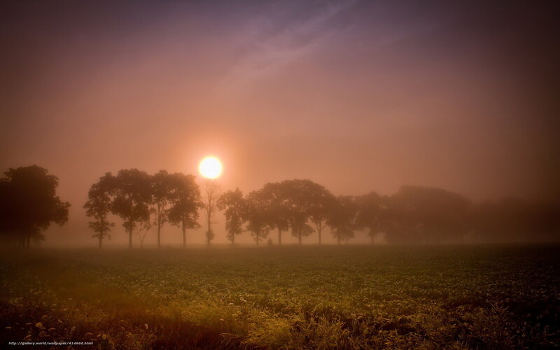Sunrise over misty field