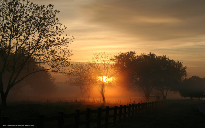 Sunrise over misty field
