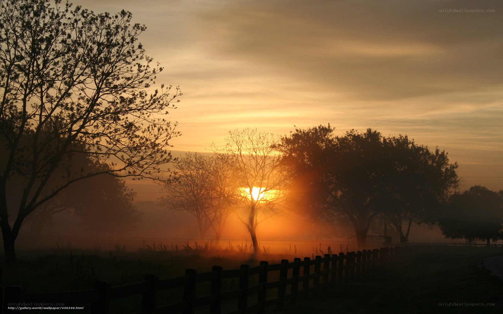 Sunrise over misty field