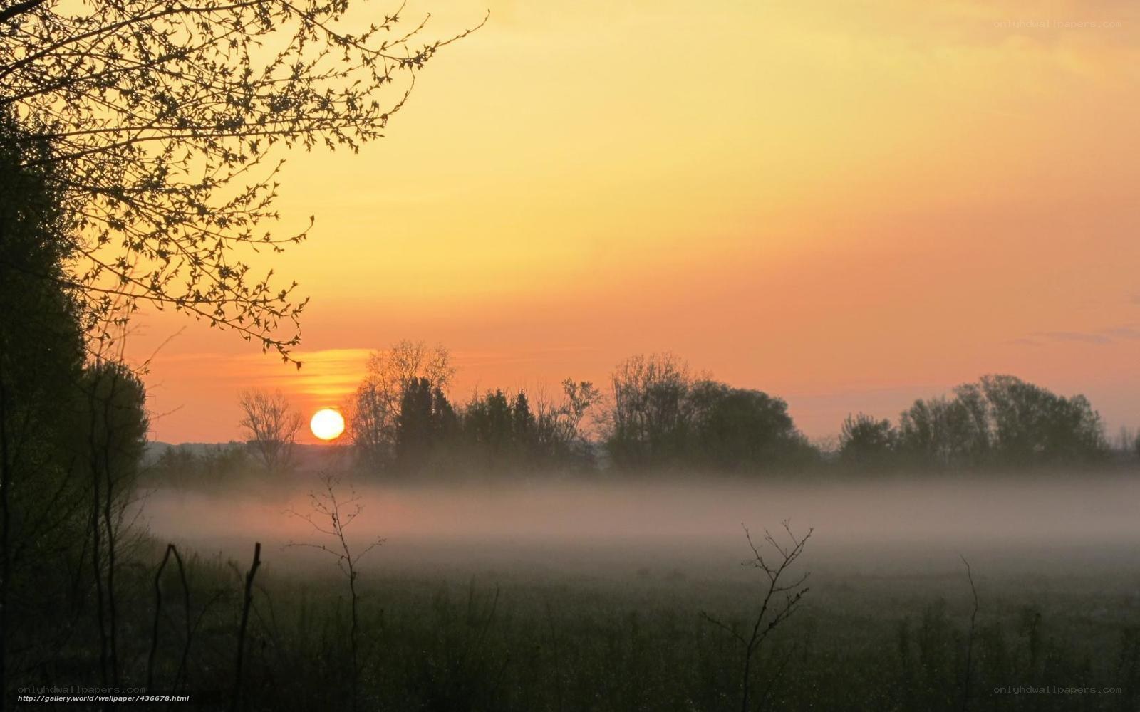Sunrise over misty field
