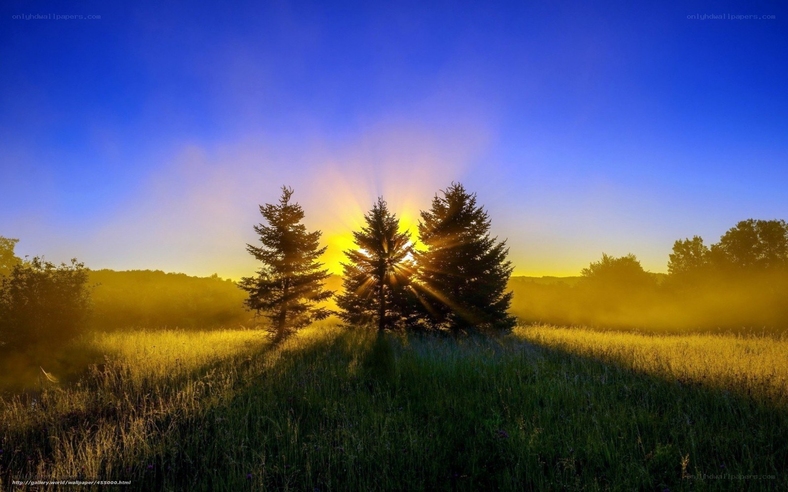 Sunrise over misty field