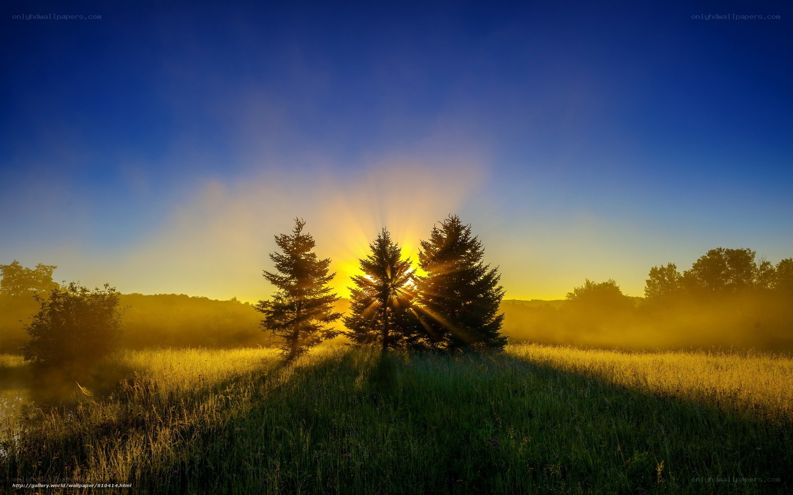Sunrise over misty field