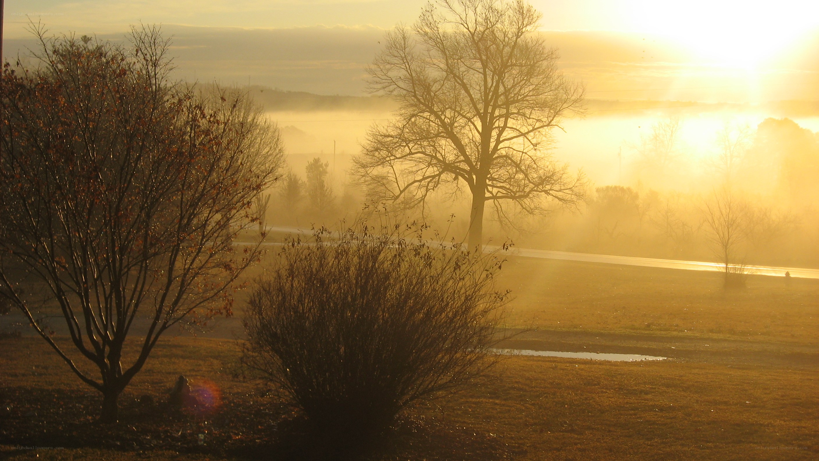 Sunrise over misty field