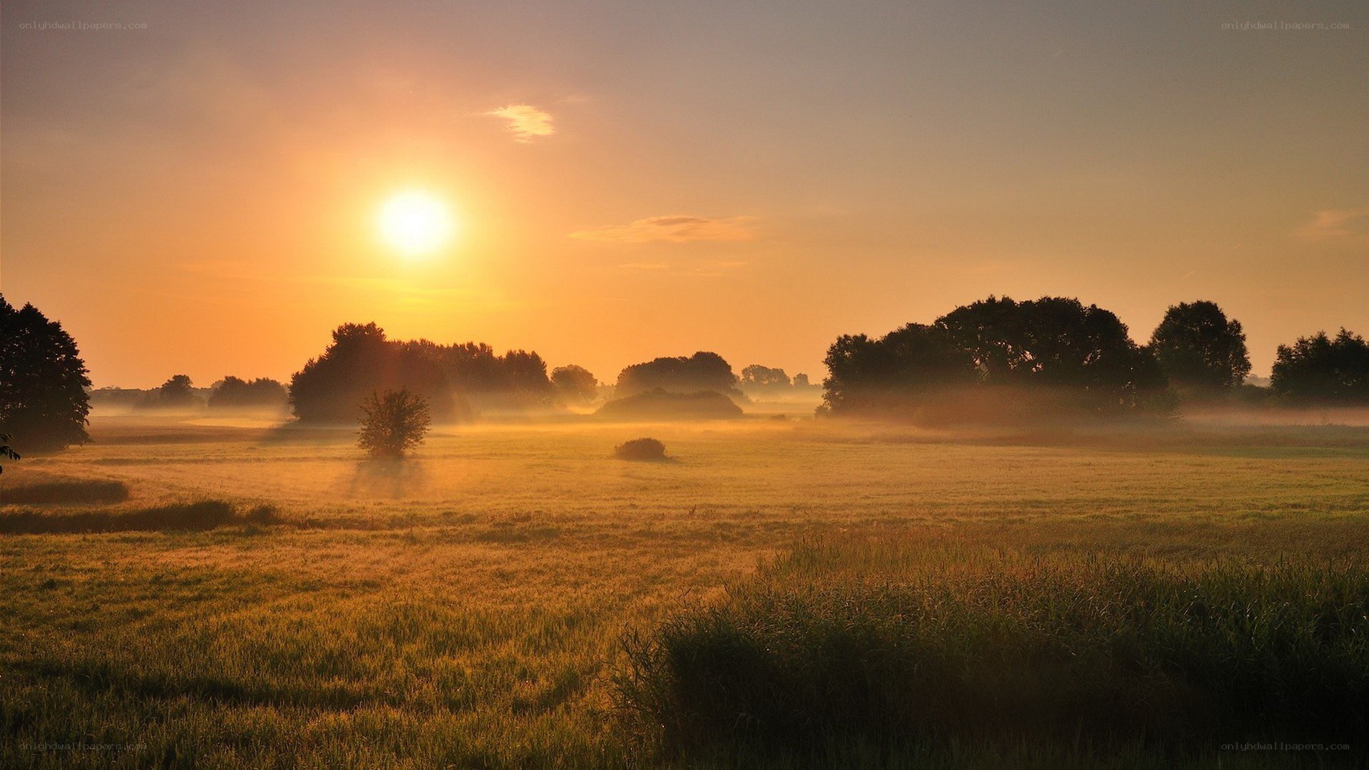 Sunrise over misty field