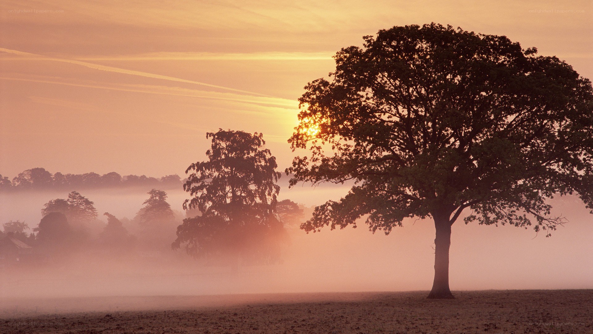 Sunrise over misty field