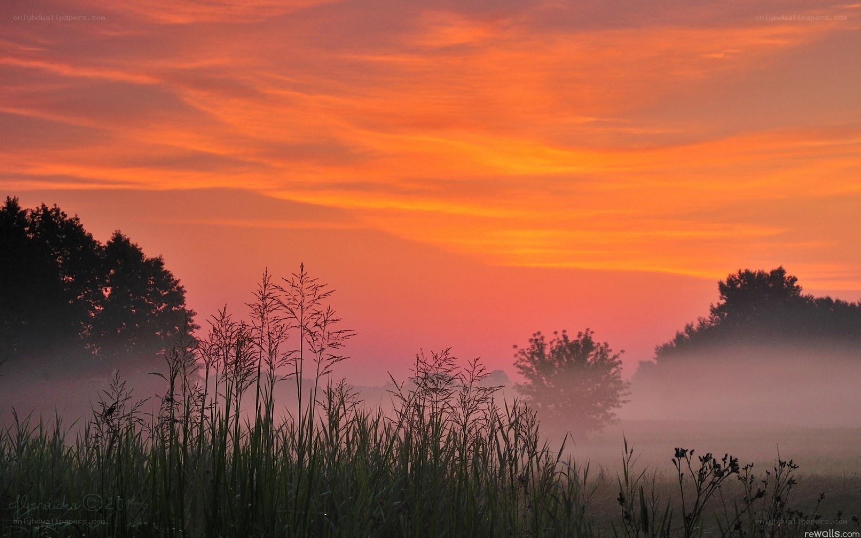 Sunrise over misty field