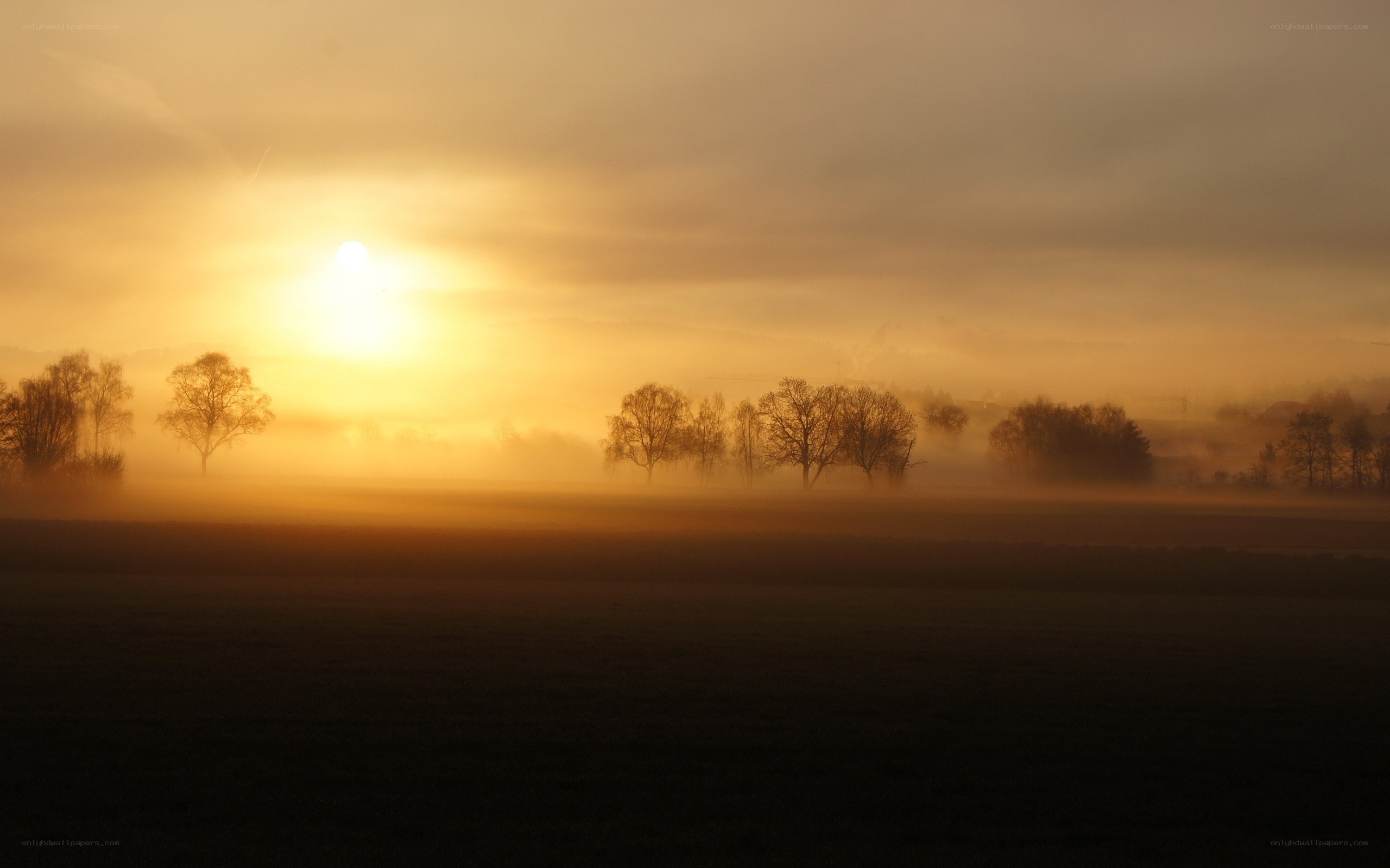 Sunrise over misty field