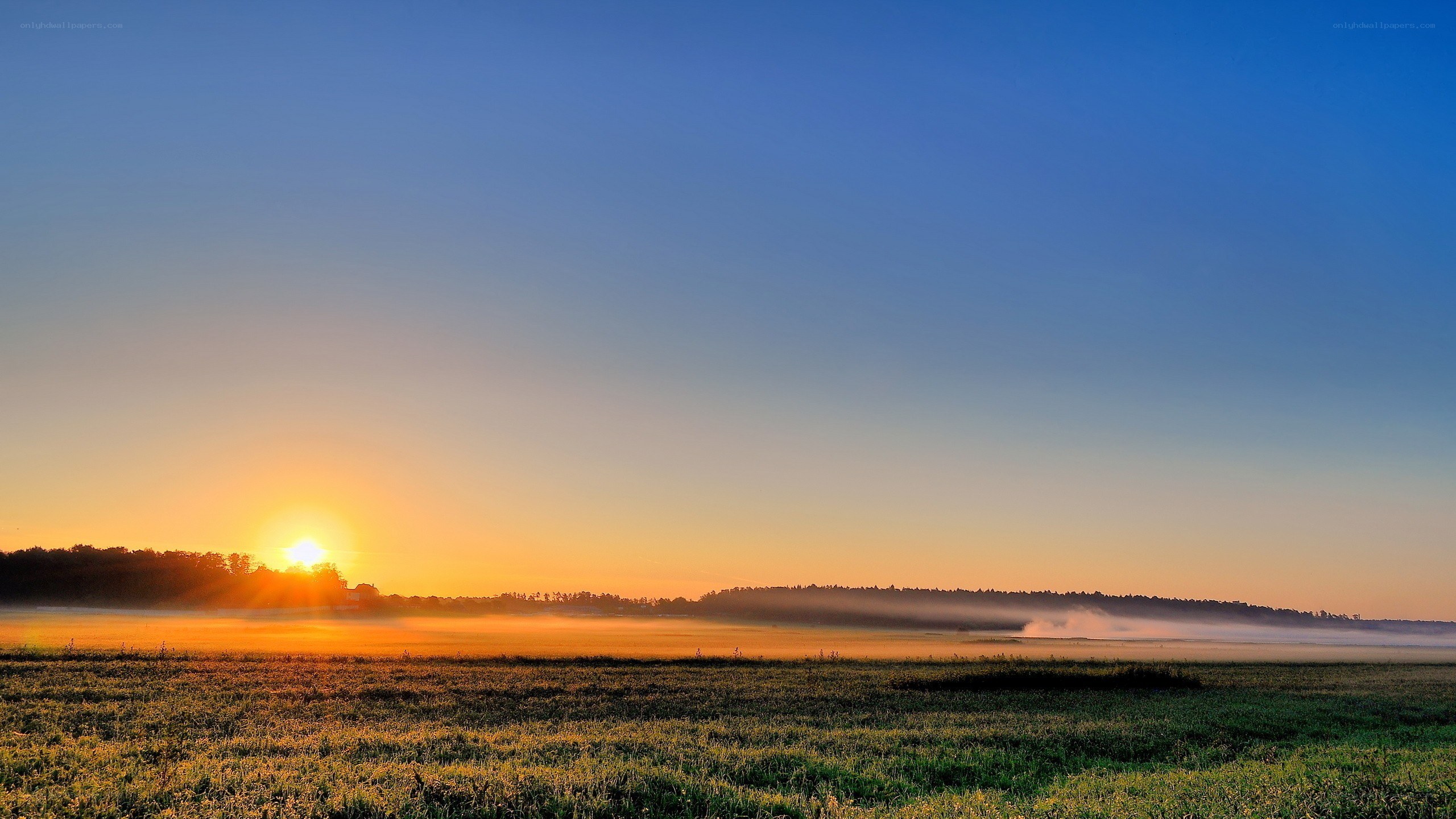 Sunrise over misty field